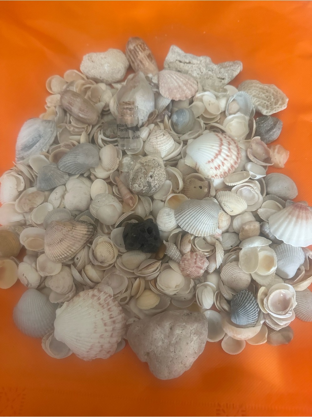 Panamá City Beach natural Seashell collection and decor